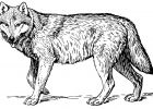 Dessin A Imprimer Loup Beau Photographie Loup 4 Animaux – Coloriages à Imprimer