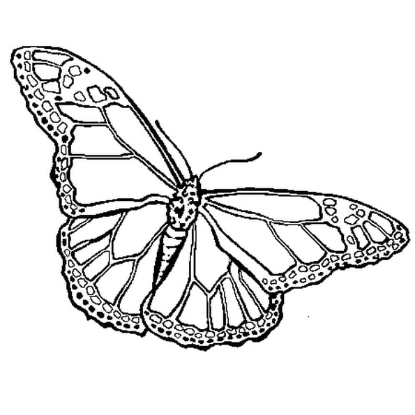 Dessin A Imprimer Papillon Inspirant Images Ailes De Papillon A Colorier Et A Imprimer