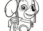 Dessin A Inprimer Cool Collection Coloriage La Belle Stella Pat Patrouille Dessin