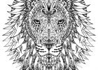 Dessin Animaux Difficile Beau Galerie Difficile Tete Lion