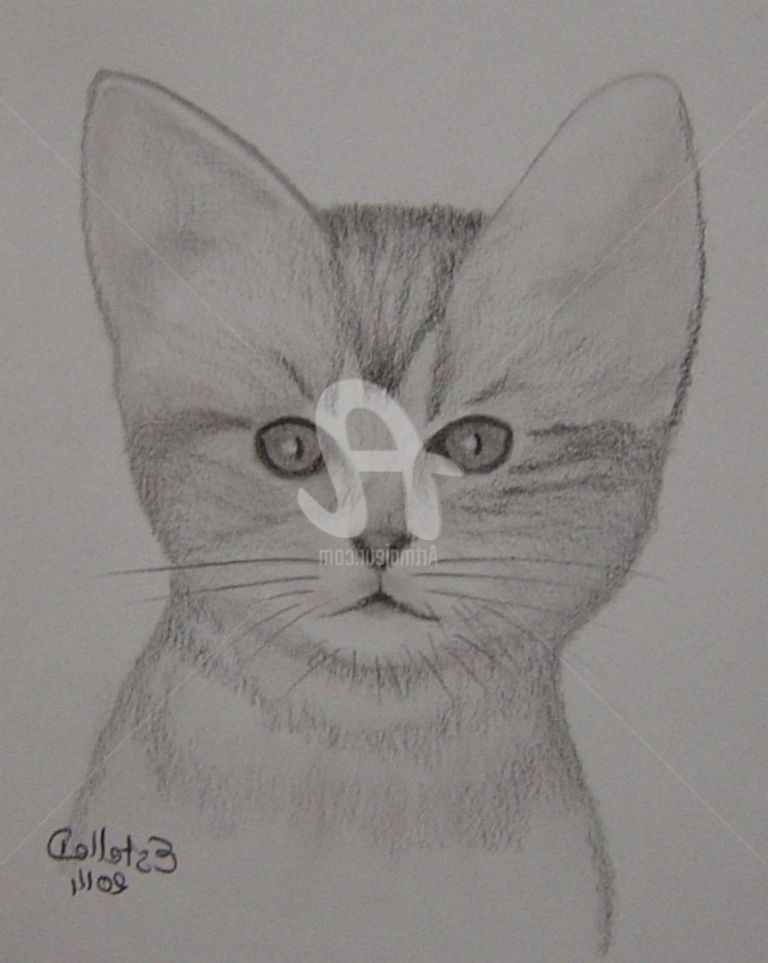 dessin chat bebe