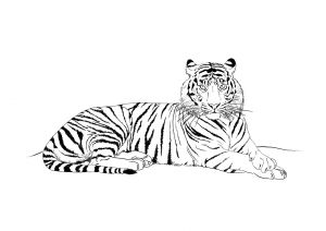 Dessin Bébé Tigre Bestof Galerie Dessins Gratuits à Colorier Coloriage Tigre à Imprimer