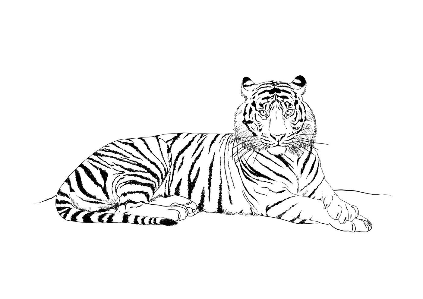 8 Luxe De Dessin Bébé Tigre Image  Coloriage  Coloriage