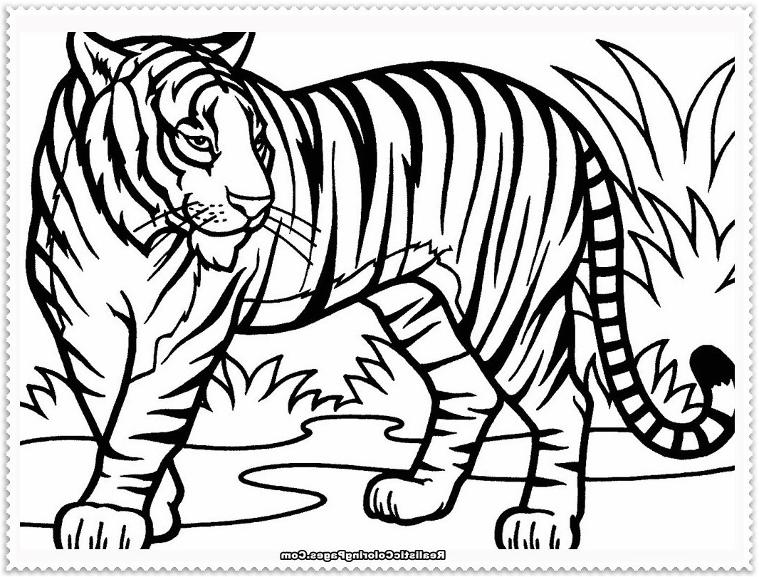 Dessin Bébé Tigre Inspirant Photos Coloriage Bébé Tigre