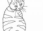 Dessin Chat Mandala Beau Galerie Coloriage Chat Page 2
