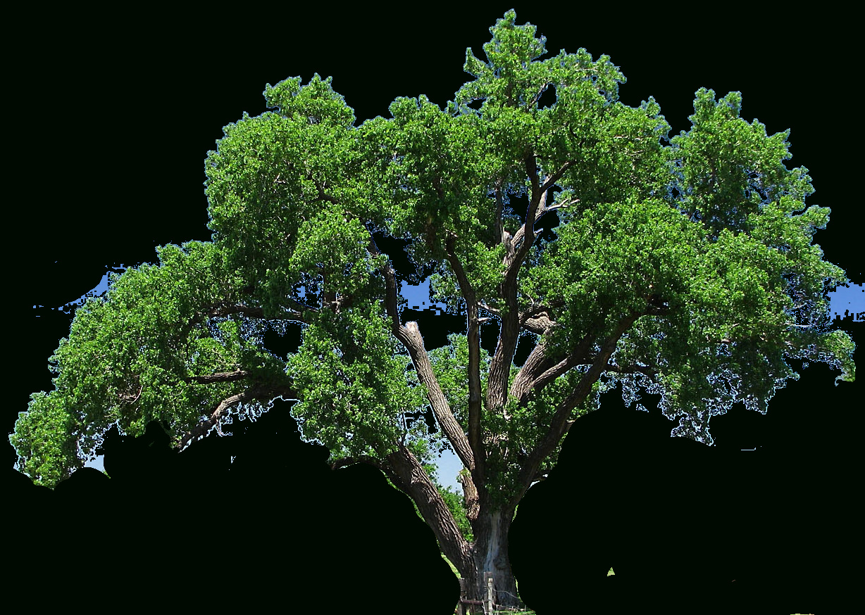 Dessin D&amp;#039;arbre Sans Feuille Cool Photos Arbre Clipart Bonjourjaponnaisub