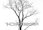 Dessin D&amp;#039;arbre Sans Feuille Nouveau Photos Dessins Arbre Mort Sans Feuilles K Recherche