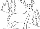 Dessin De Biche Inspirant Collection Coloriage Cerf De forêt à Imprimer Sur Coloriages Fo