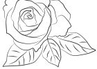 Dessin De Coeur Avec Une Rose Impressionnant Image Coloriage De Rose Rouge