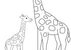 Dessin De Coloriage Cool Collection Dessin De Girafe 9
