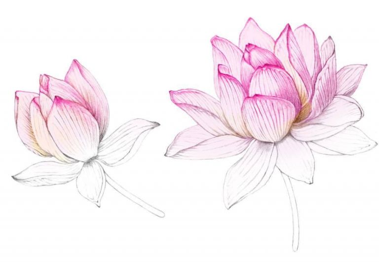 Dessin De Fleur De Lotus Luxe Stock Florence Gendre Illustration ...