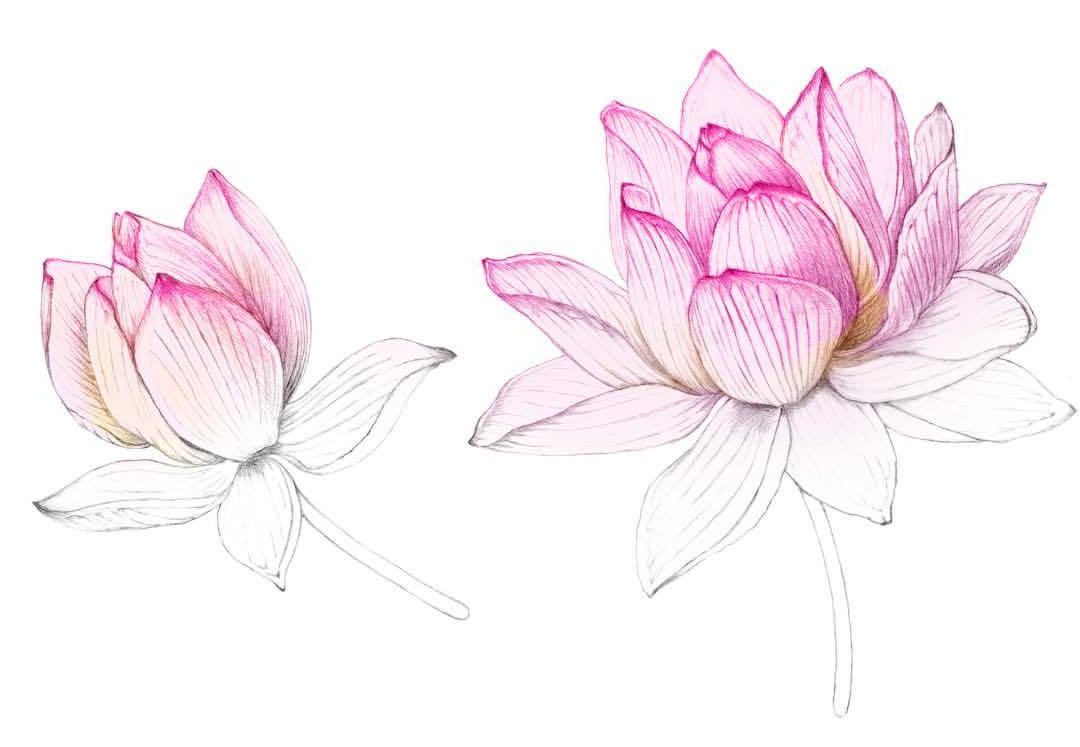 Dessin De Fleur De Lotus Luxe Stock Florence Gendre Illustration — Fleur De Lotus En Couleur
