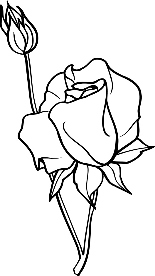 Dessin De Fleur Rose Beau Images Coloriage Une Rose Ouverte Et Bouton De Rose Dory