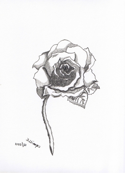 Dessin De Fleur Rose Cool Stock Dessin Dessin Rose Crayon Fleurs Une Rose Pour Mag