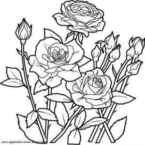 Dessin De Fleur Rose Impressionnant Collection Coloriage Des Belles Fleurs