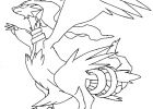 Dessin De Pokémon Légendaire Beau Stock Coloriage Reshiram Pokemon à Imprimer