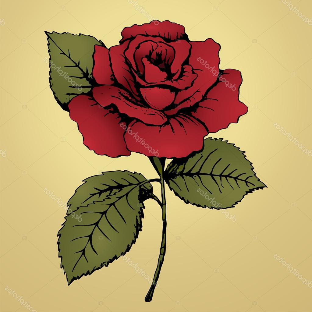 Dessin De Roses Unique Stock Fleur Rose Rouge Dessin à Main Levée Bud Pétales Rouges