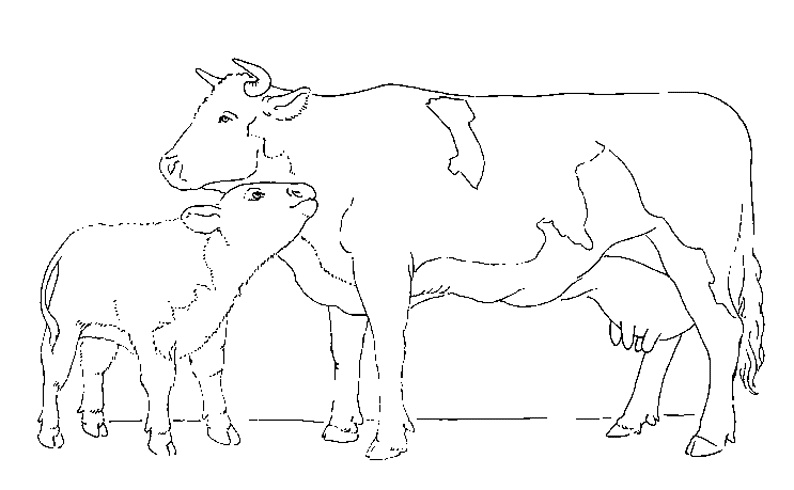 Dessin De Vache à Imprimer Cool Stock Vache 86 Animaux – Coloriages à Imprimer