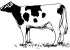 Dessin De Vache à Imprimer Impressionnant Stock Coloriage Vache Les Beaux Dessins De Animaux à Imprimer