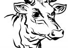 Dessin De Vache à Imprimer Luxe Collection Vache 57 Animaux – Coloriages à Imprimer