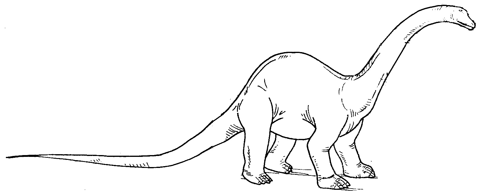 Dessin Dinosaure à Imprimer Luxe Images Coloriages à Imprimer Diplodocus Numéro