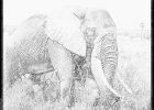 Dessin Elephant Afrique Beau Photographie Coloriage Elephant D Afrique Tanzanie 04 à Imprimer Pour