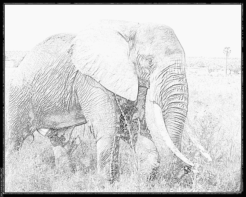 Dessin Elephant Afrique Beau Photographie Coloriage Elephant D Afrique Tanzanie 04 à Imprimer Pour