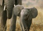 Dessin Elephant Afrique Cool Collection Message Du Peuple Des ÉlÉphants – Que Du Bonheur