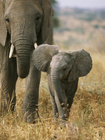Dessin Elephant Afrique Cool Collection Message Du Peuple Des ÉlÉphants – Que Du Bonheur
