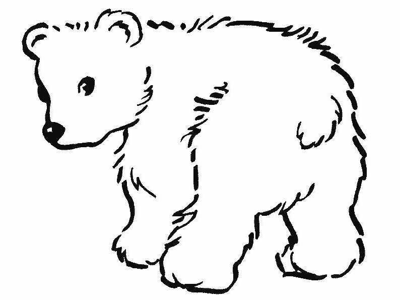 Dessin Facile Ours Beau Galerie Desenhos De Ursos Para Imprimir E Colorir Animais Para