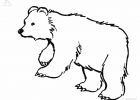 Dessin Facile Ours Beau Images Nos Jeux De Coloriage Ours à Imprimer Gratuit
