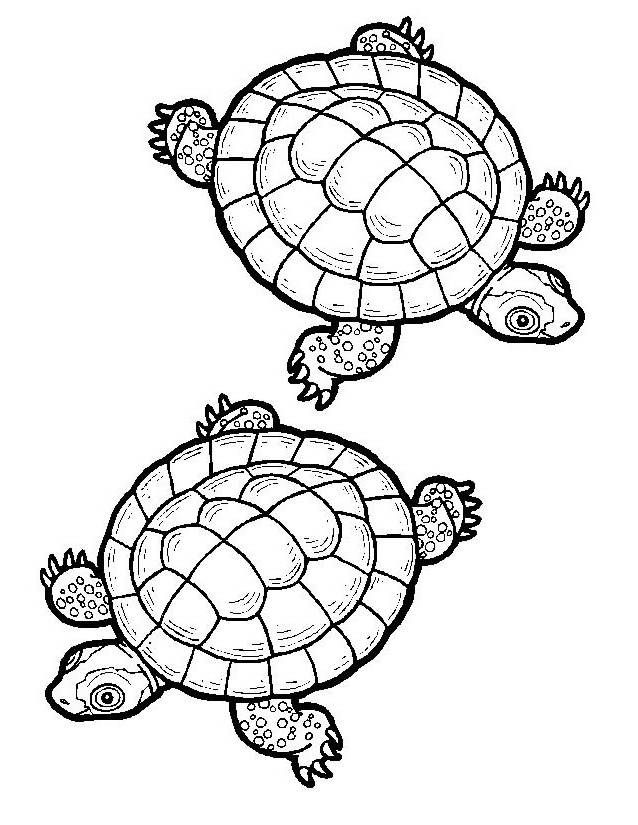 Dessin Facile tortue Beau Image Coloriage tortue à Imprimer Gratuitement
