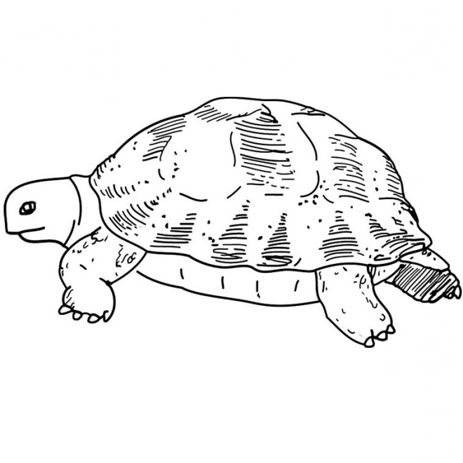 Dessin Facile tortue Cool Collection Coloriage tortue De Terre Dessin Gratuit à Imprimer