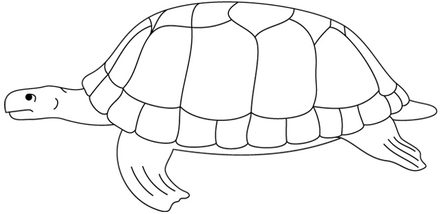 Dessin Facile tortue Cool Images Coloriage tortue Géante à Imprimer Sur Coloriages Fo