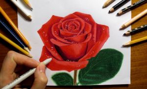 Dessin Fleur Rose Beau Images Fleur Dessin En Quelques étapes Faciles à Suivre Inspirez