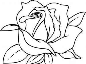 Dessin Fleur Rose Élégant Photographie Coloriage Fleur Rose à Imprimer Sur Coloriages Fo