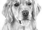 Dessin Golden Retriever Impressionnant Images Golden Retriever Drawing Pet Art Pinterest