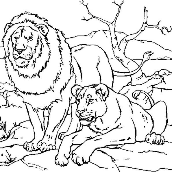 Dessin Lionceau Cool Photographie Lion Et Lionne Coloriage Lion Et Lionne En Ligne Gratuit