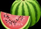 Dessin Melon Cool Photos Fruits Pasteques Melons Page 5