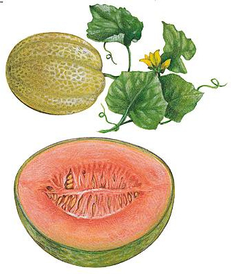 Dessin Melon Nouveau Photos Encyclopé Larousse En Ligne Légume Latin Legumen Inis