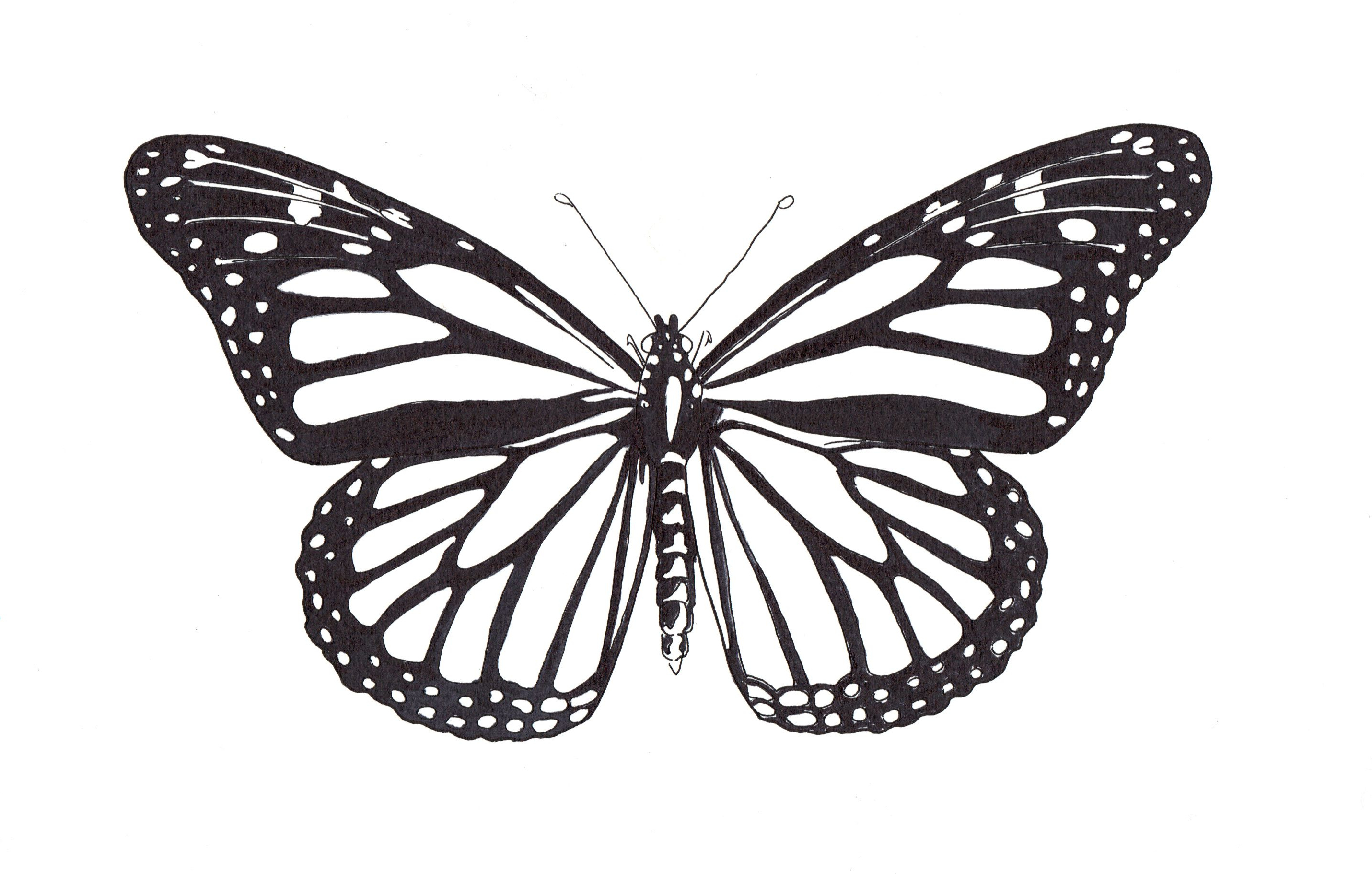 Dessin Papillon Inspirant Photos Papillon Dessin Recherche Google