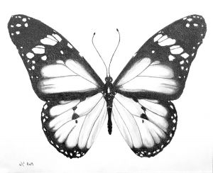 Dessin Papillon Noir Et Blanc Unique Photos Papillon Dessin Par Moa Dessins
