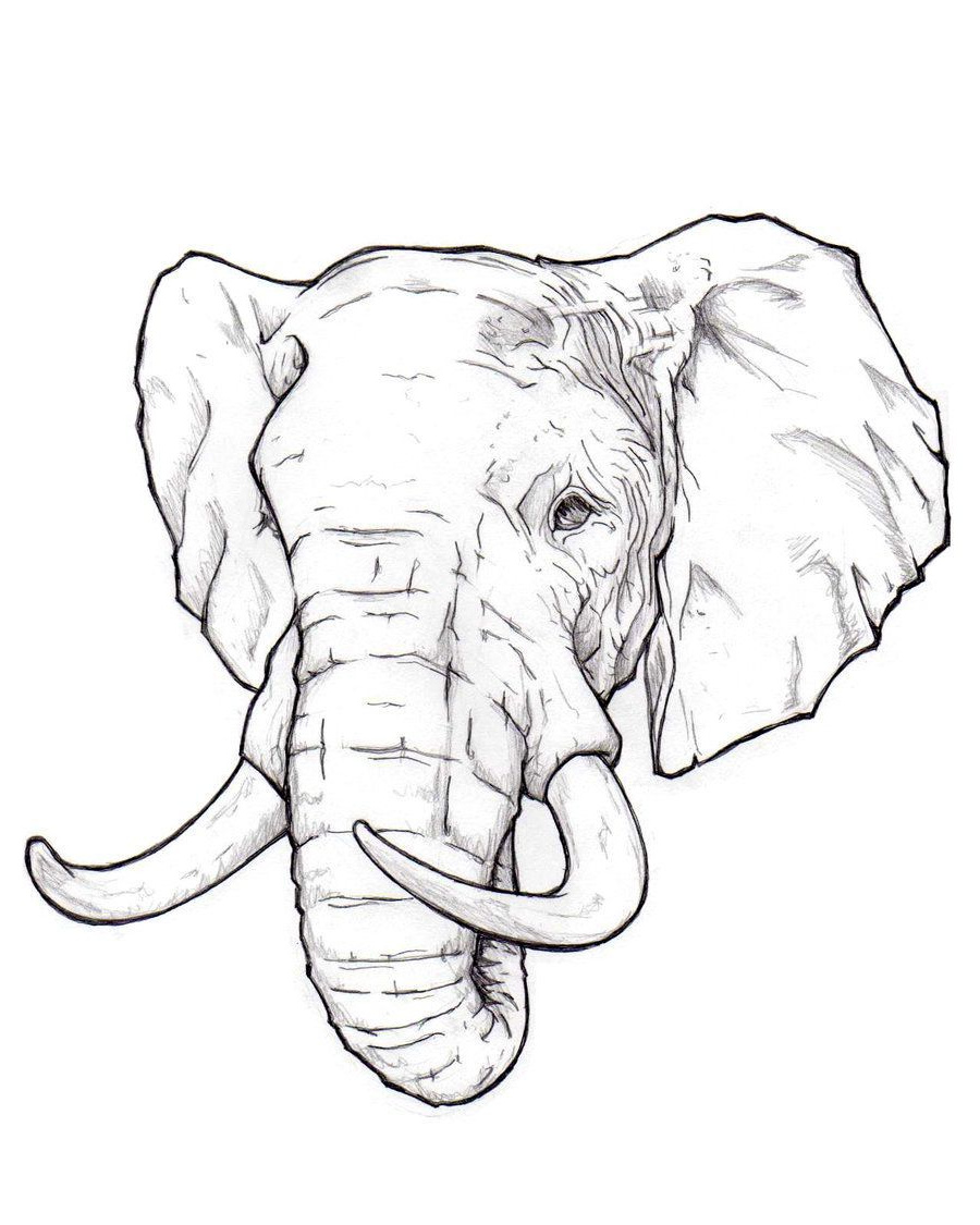 Dessin Tete Elephant Luxe Image Épinglé Par ashley Tumino Sur Living Creatures