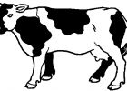 Dessin Vaches Impressionnant Image Coloriage Vache Les Beaux Dessins De Animaux à Imprimer