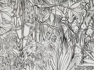 Dessin Vegetation Impressionnant Collection Stéphanie Nava Documents D Artistes Paca