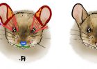 Dessiner Une souris Bestof Galerie Réaliser Un Dessin De souris Facile étape Par étape