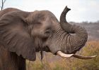 Elephant De Profil Beau Images 11 Razones Por Las Que Los Elefantes son Uno De Los