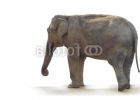 Elephant De Profil Beau Images "éléphant De Profil" Photo Libre De Droits Sur La Banque D