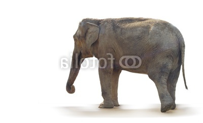 Elephant De Profil Beau Images &quot;éléphant De Profil&quot; Photo Libre De Droits Sur La Banque D