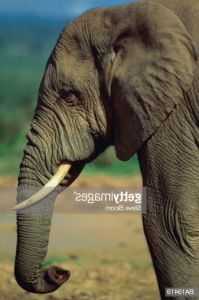 Elephant De Profil Beau Photos African Elephant Adult Profile Closeup
